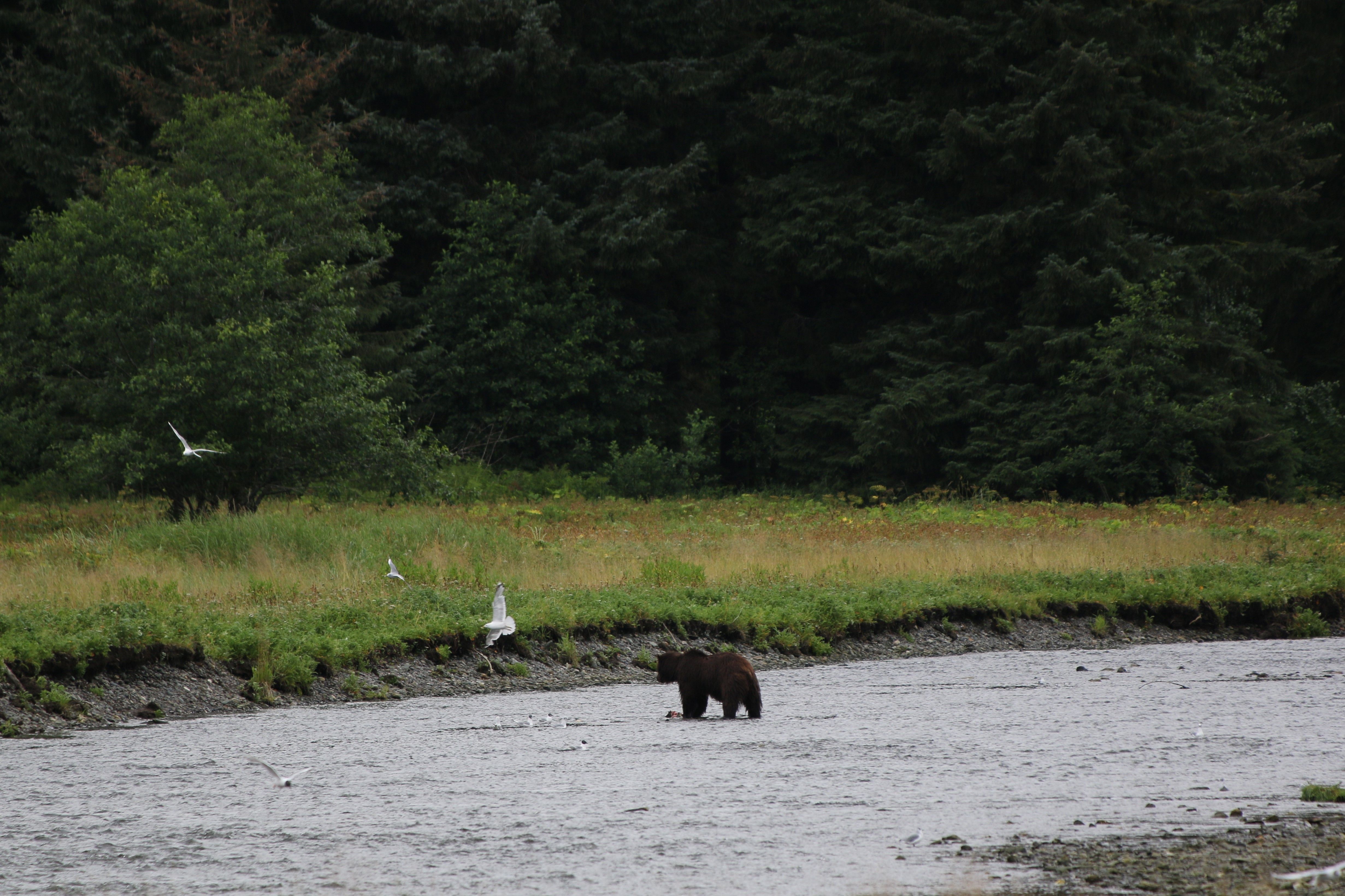 Alaska